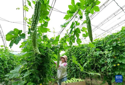 河北盧龍 特色果蔬種植驅動鄉(xiāng)村振興